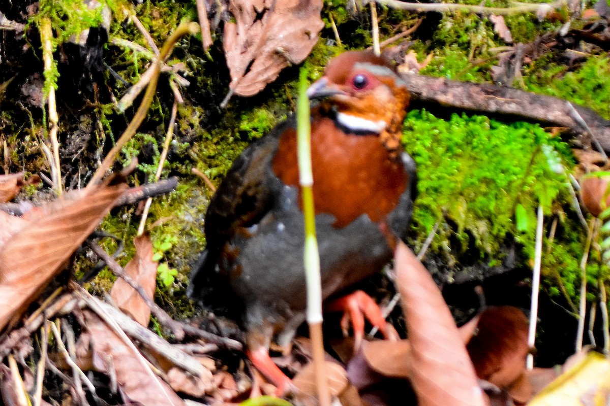 Chestnut-breasted Partridge - ML635100128
