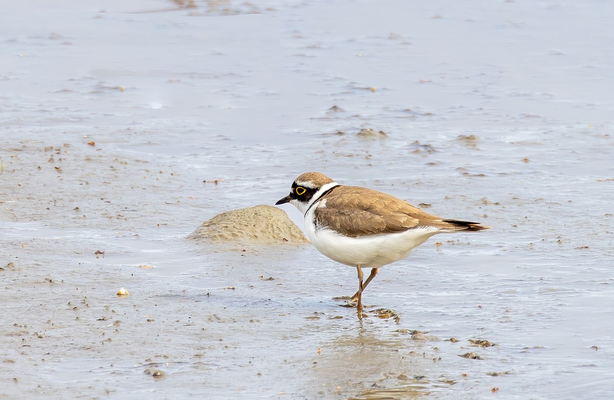 Little Ringed Plover - ML635100190