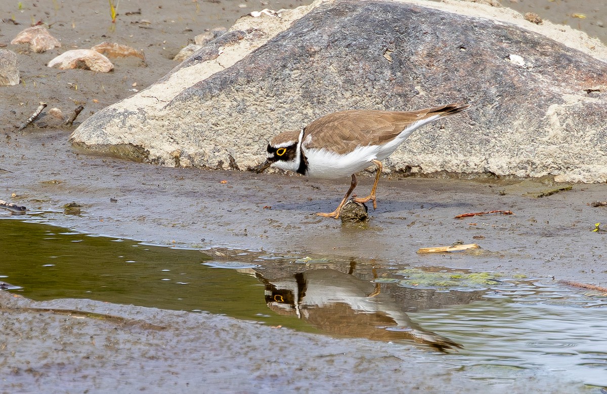 Little Ringed Plover - ML635100226