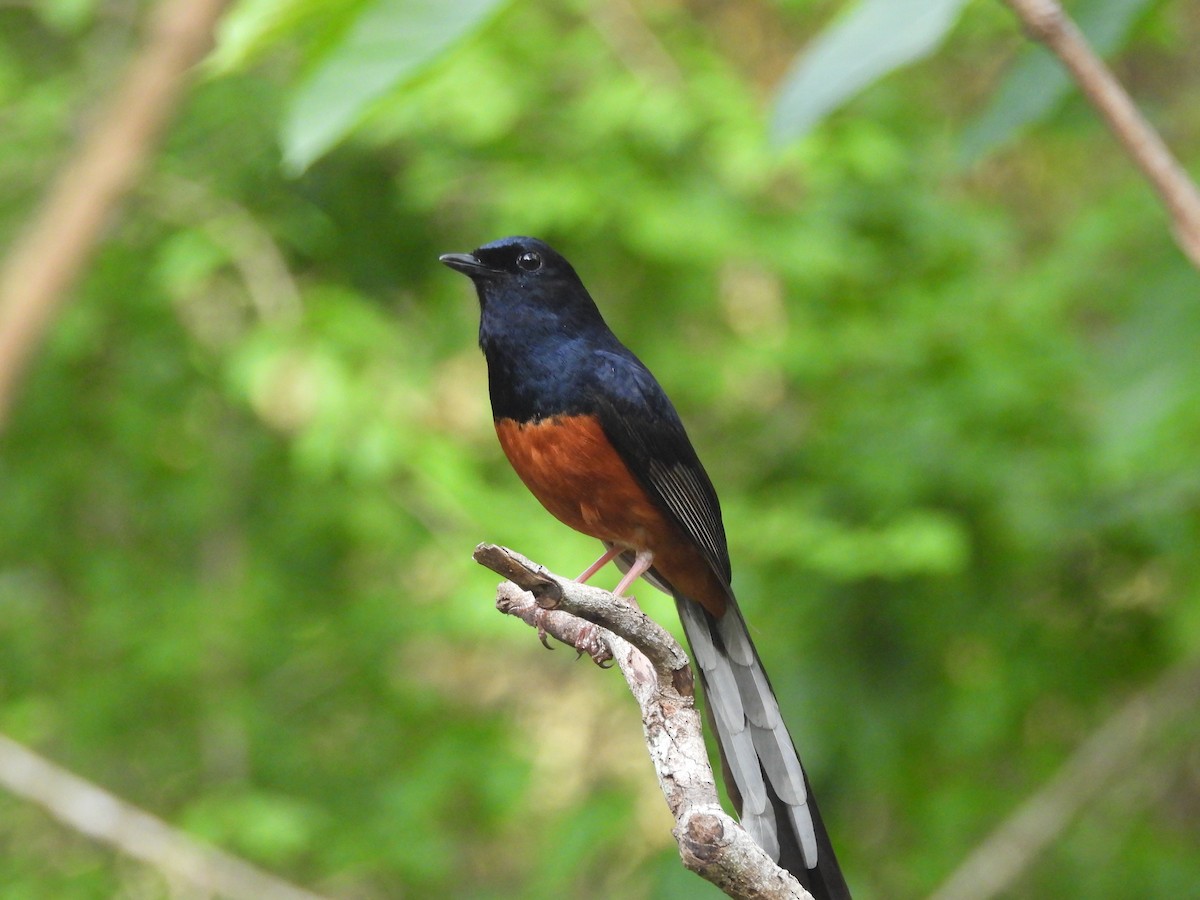 White-rumped Shama - ML635100258