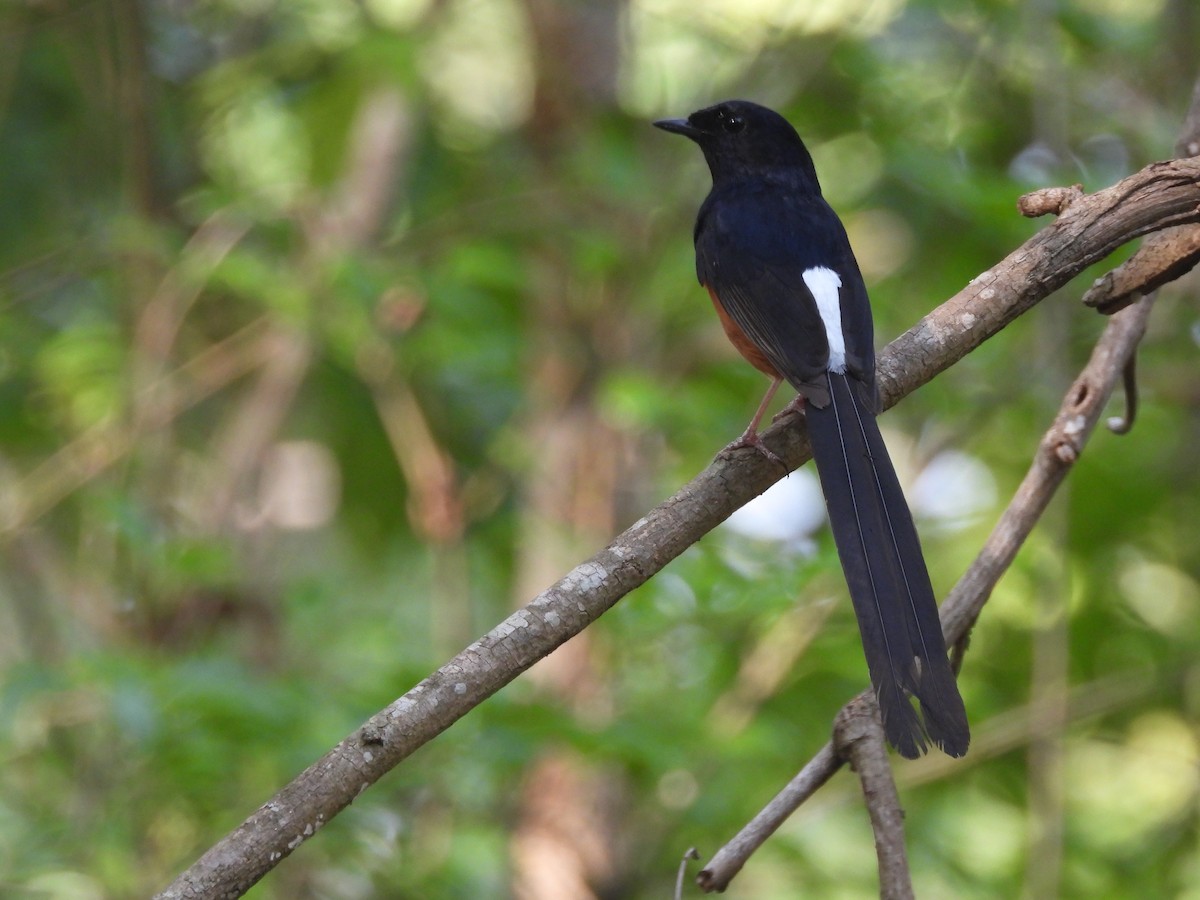 White-rumped Shama - ML635100259