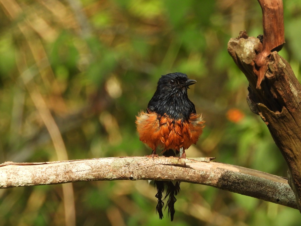 White-rumped Shama - ML635100260
