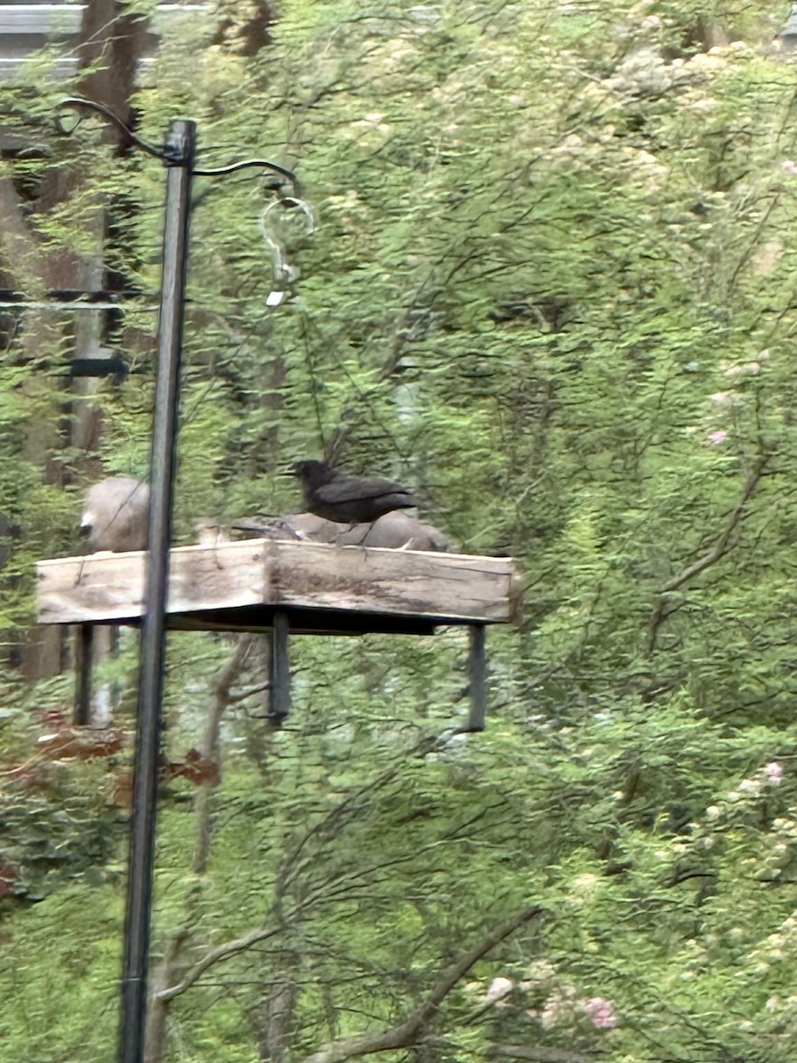 Bronzed Cowbird - ML635100304