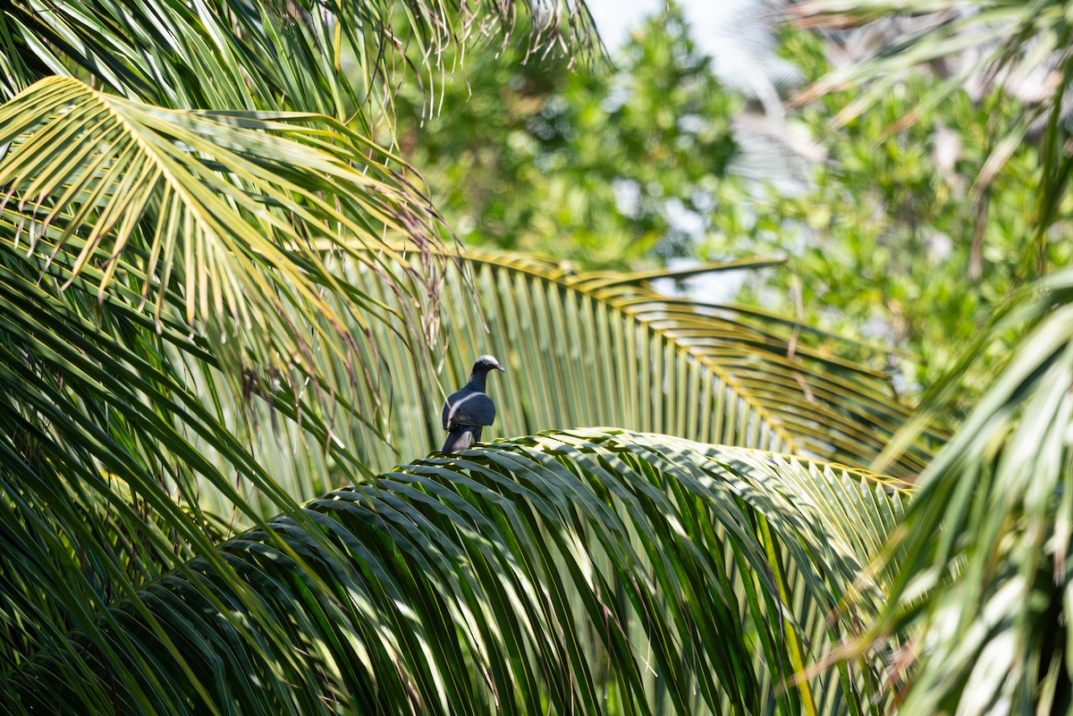 White-crowned Pigeon - ML635100465
