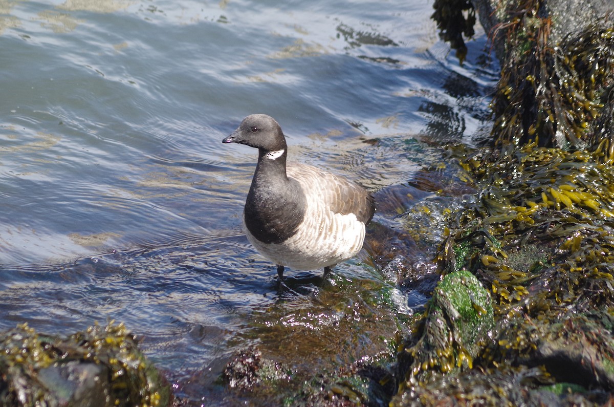 Brant - ML635100486