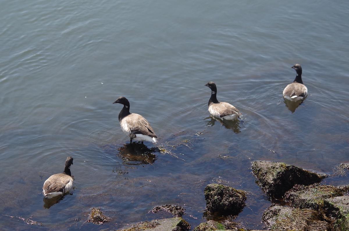 Brant - ML635100487