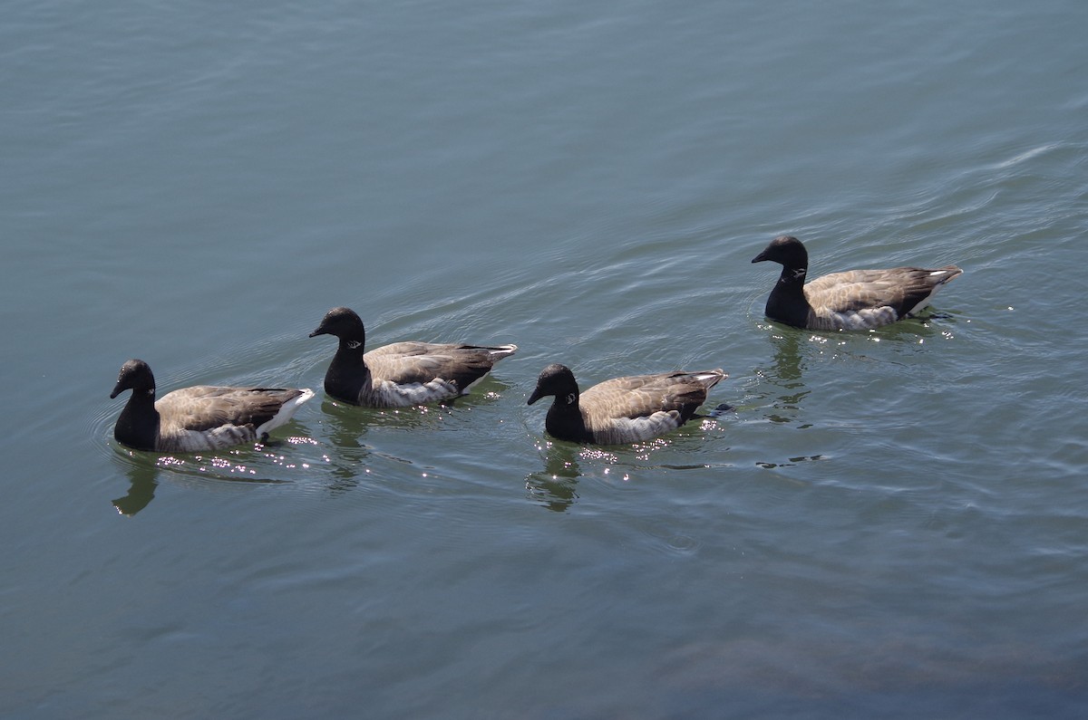Brant - ML635100488