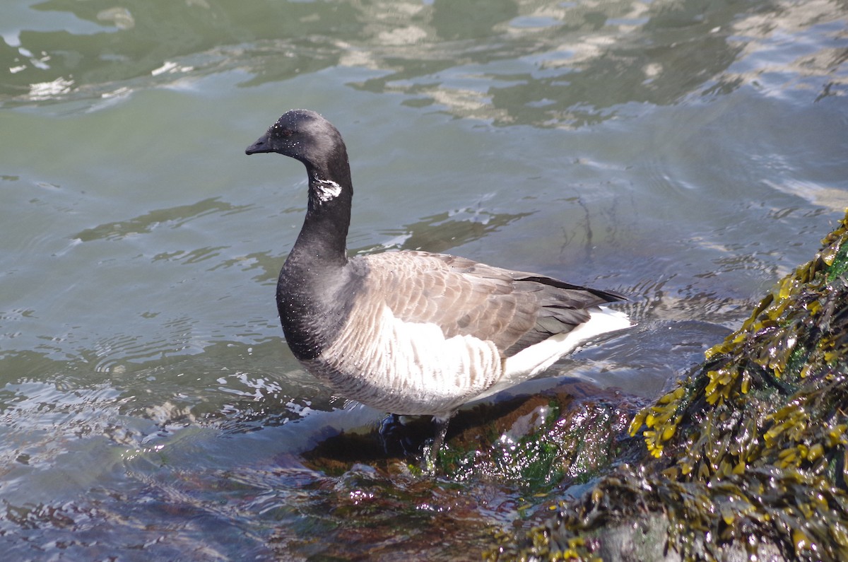 Brant - ML635100489