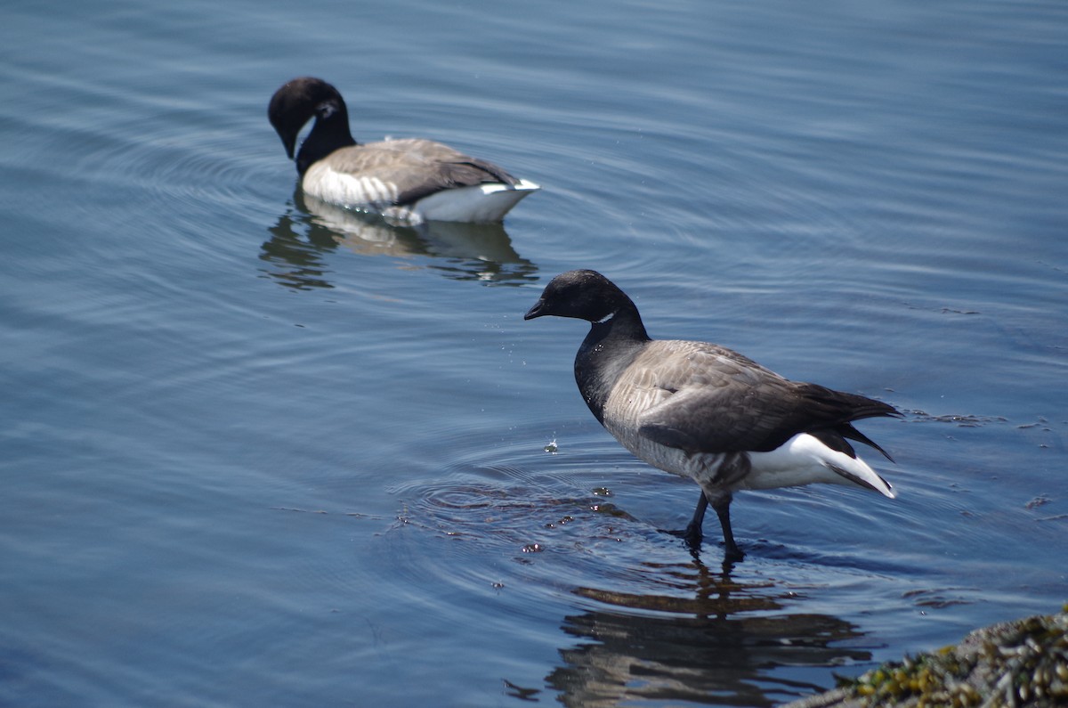 Brant - ML635100490