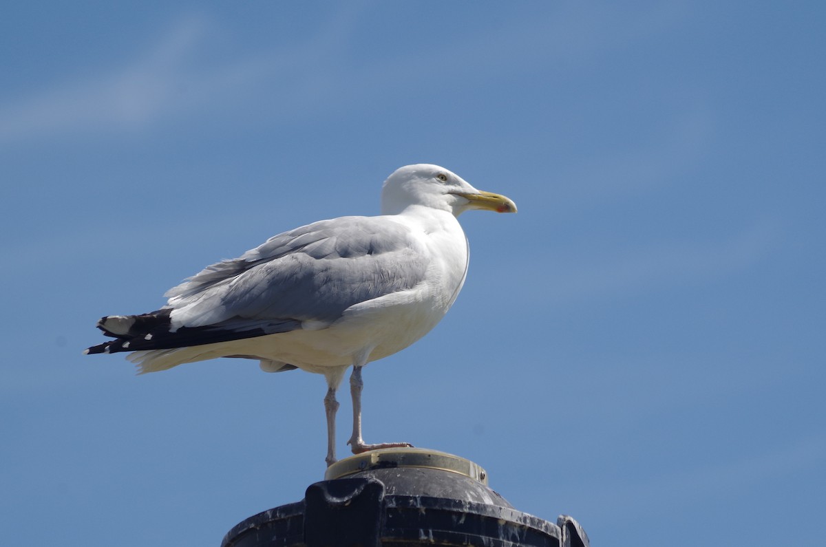 American Herring Gull - ML635100505