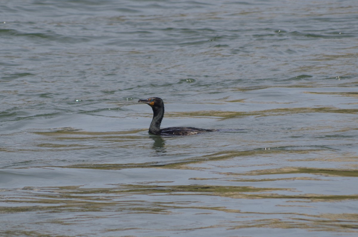 Double-crested Cormorant - ML635100519