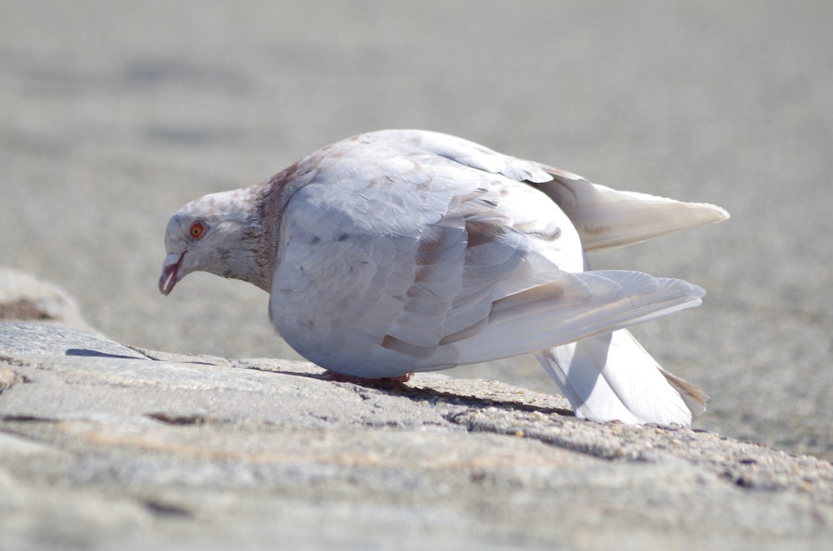Rock Pigeon (Feral Pigeon) - ML635100526
