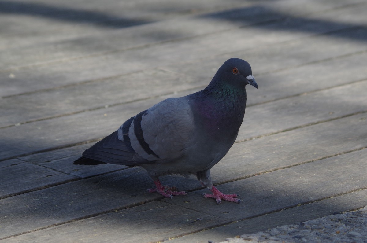 Rock Pigeon (Feral Pigeon) - ML635100527