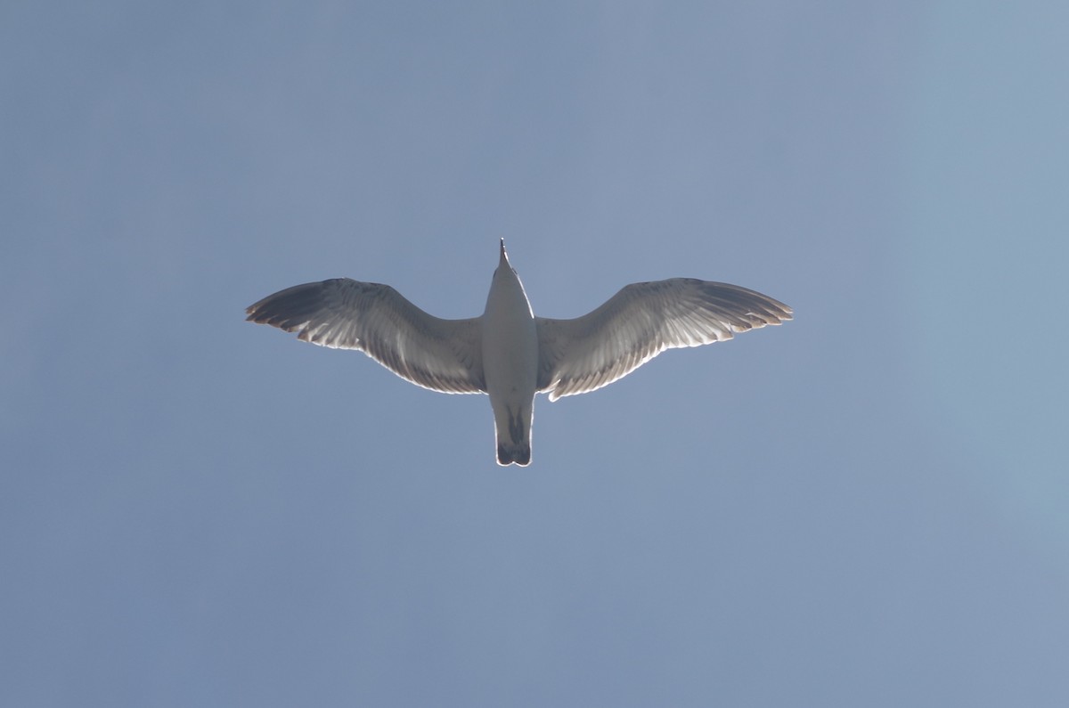 gull sp. - ML635100531