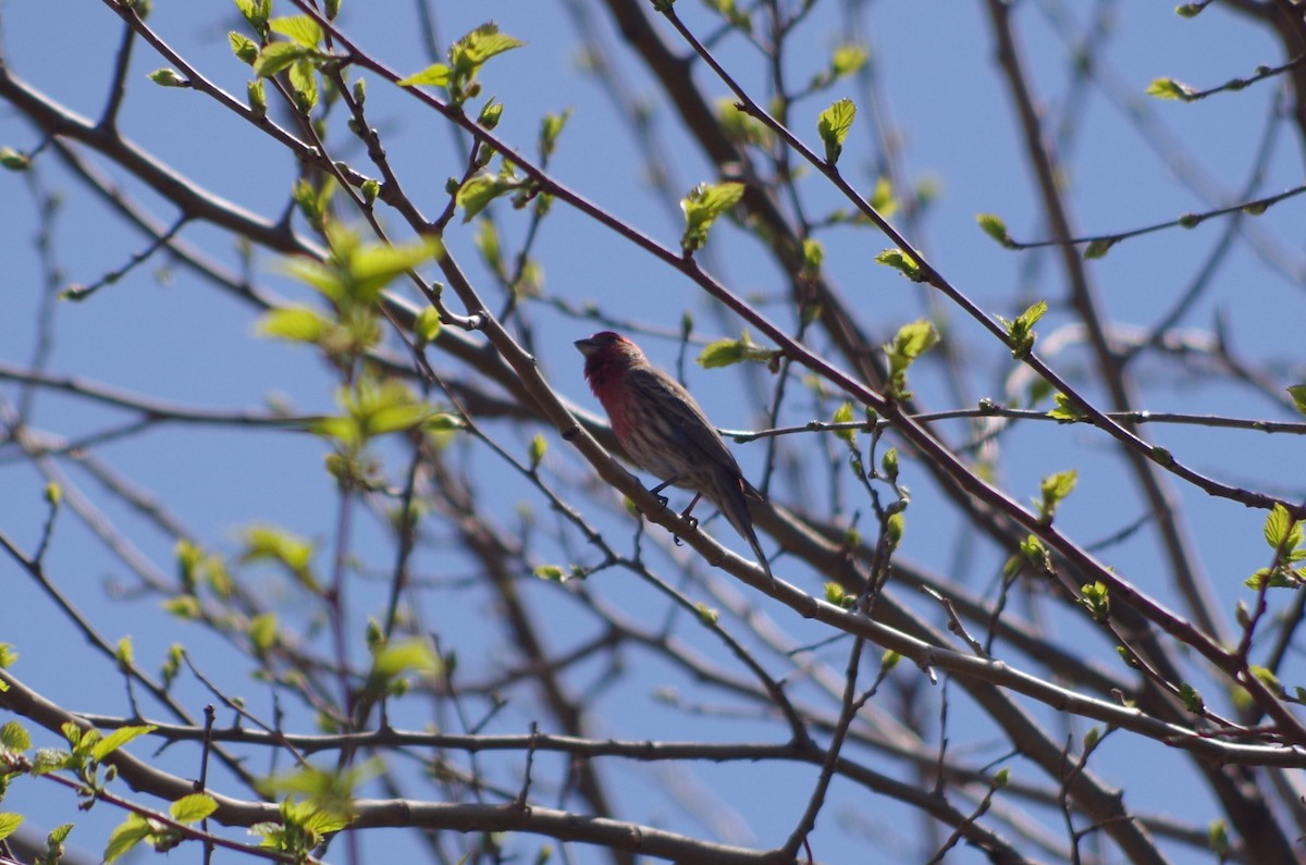 House Finch - ML635100543