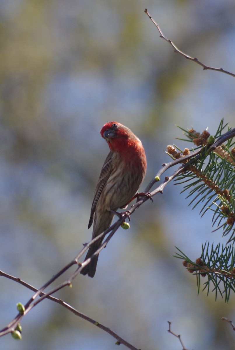 House Finch - ML635100544