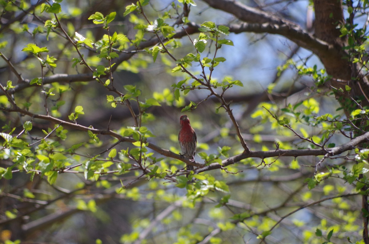 House Finch - ML635100545