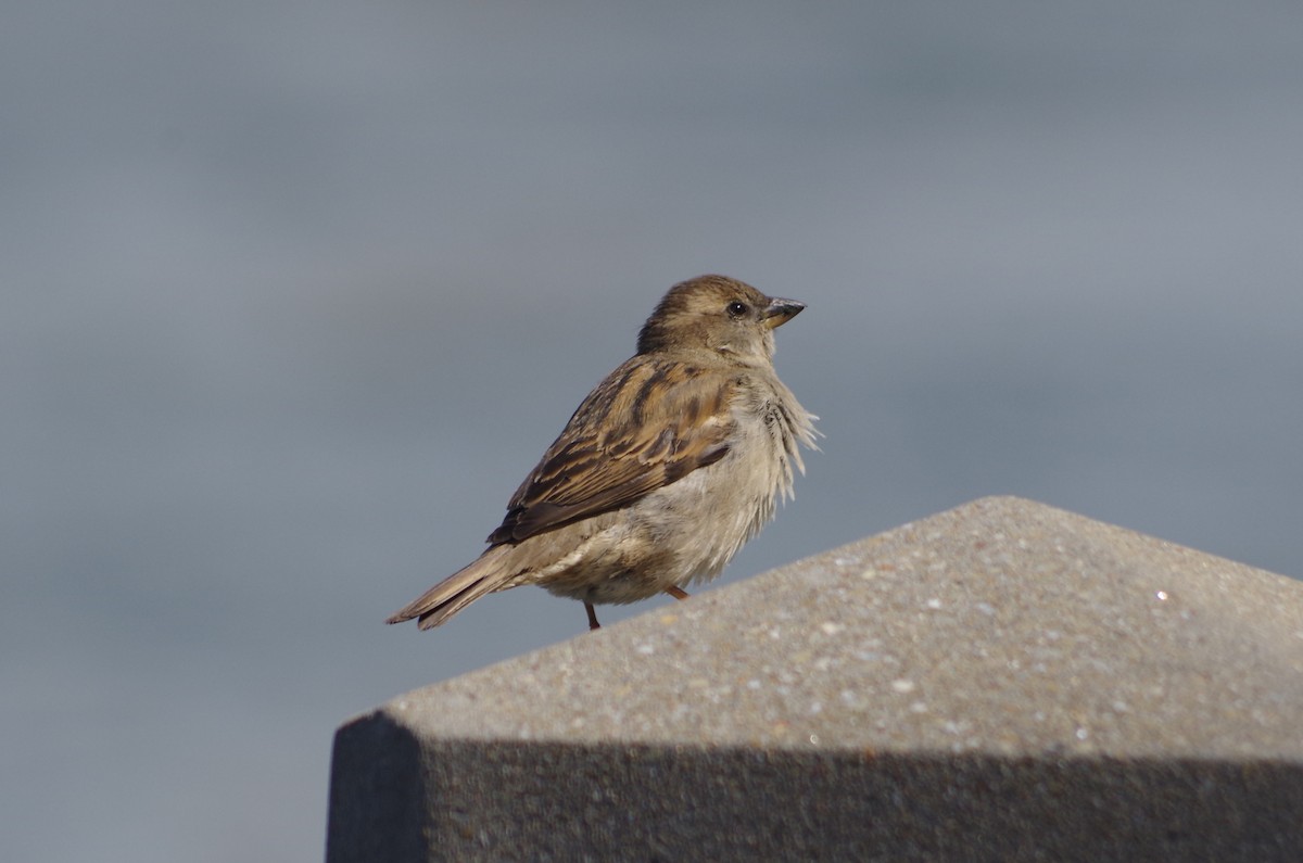 House Sparrow - ML635100550