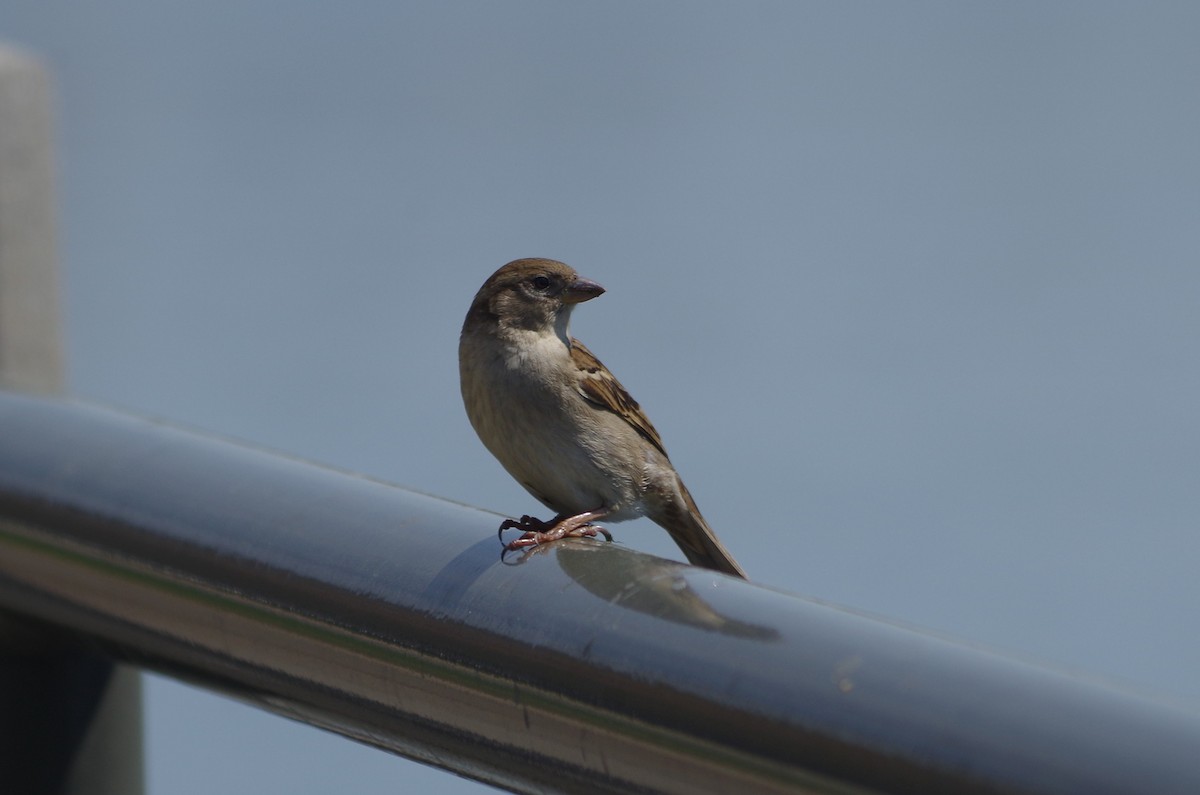 House Sparrow - ML635100551