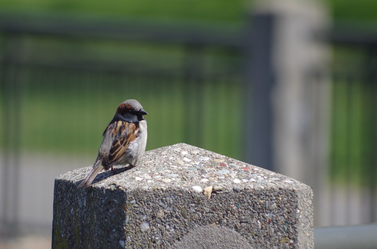 House Sparrow - ML635100552