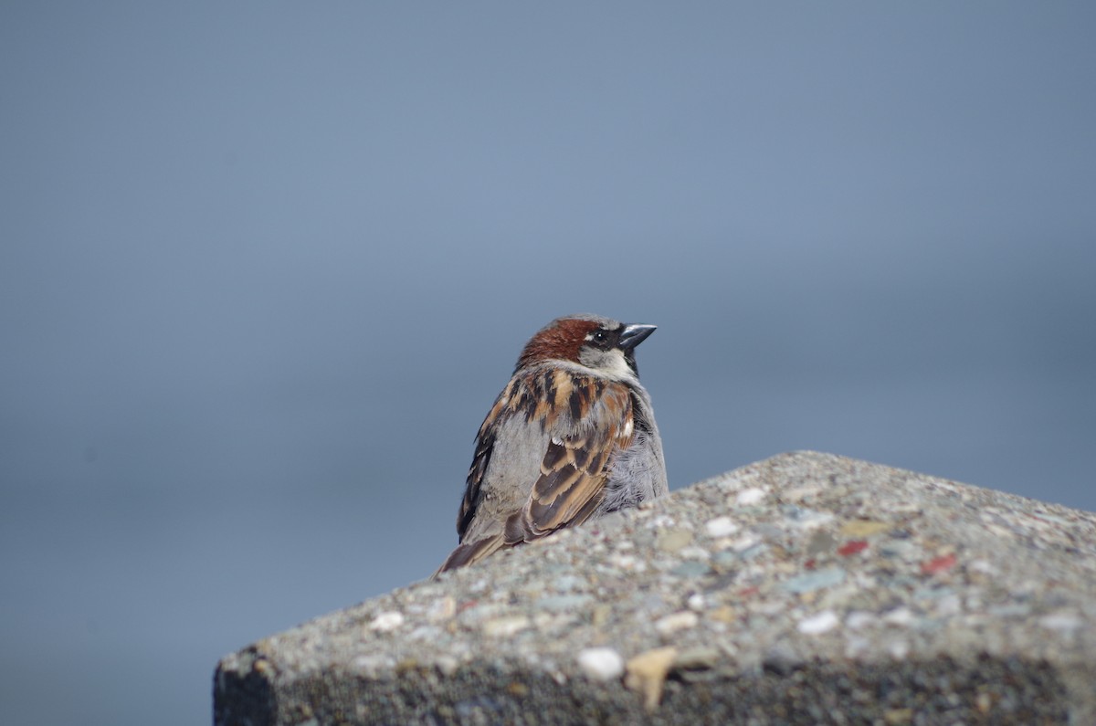 House Sparrow - ML635100553