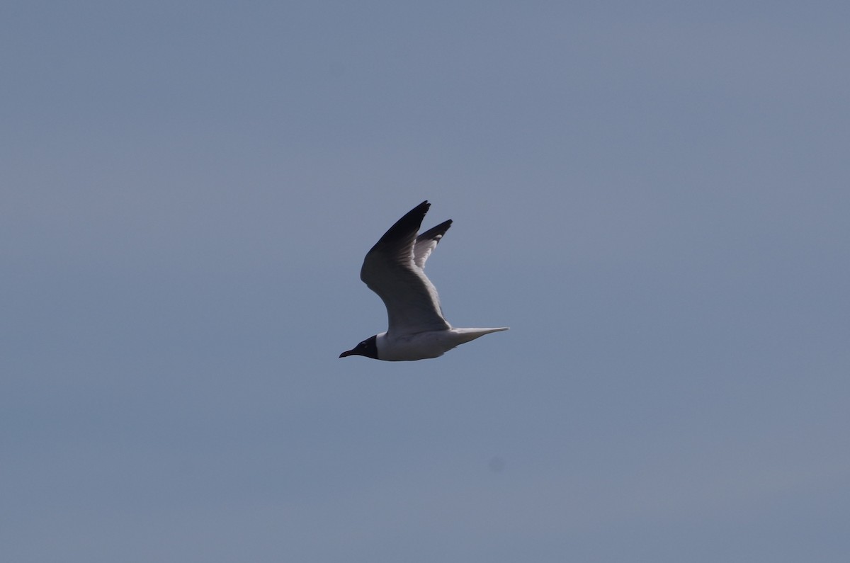 Laughing Gull - ML635100562