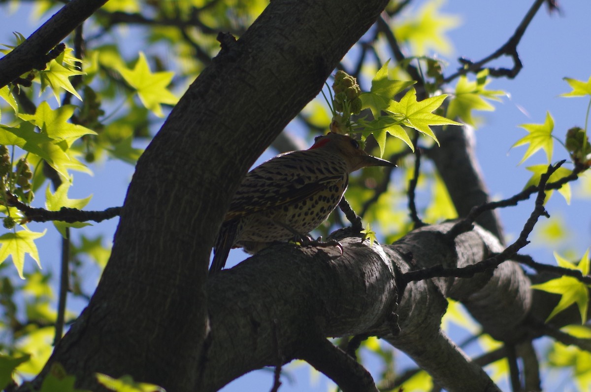 Northern Flicker - ML635100571