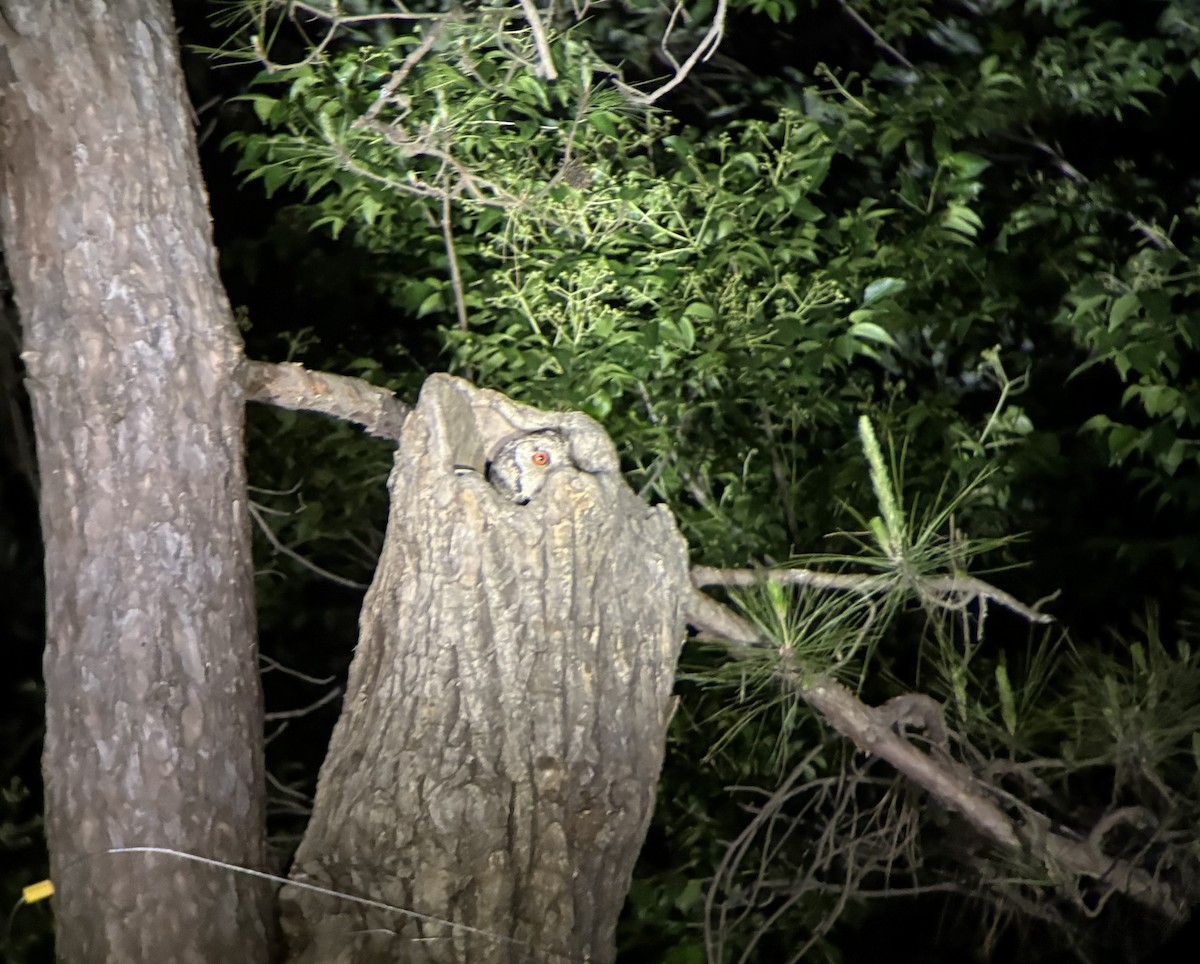 Japanese Scops-Owl - ML635100577
