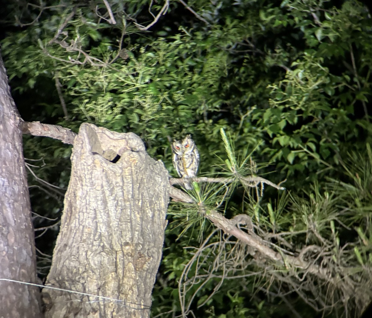 Japanese Scops-Owl - ML635100578