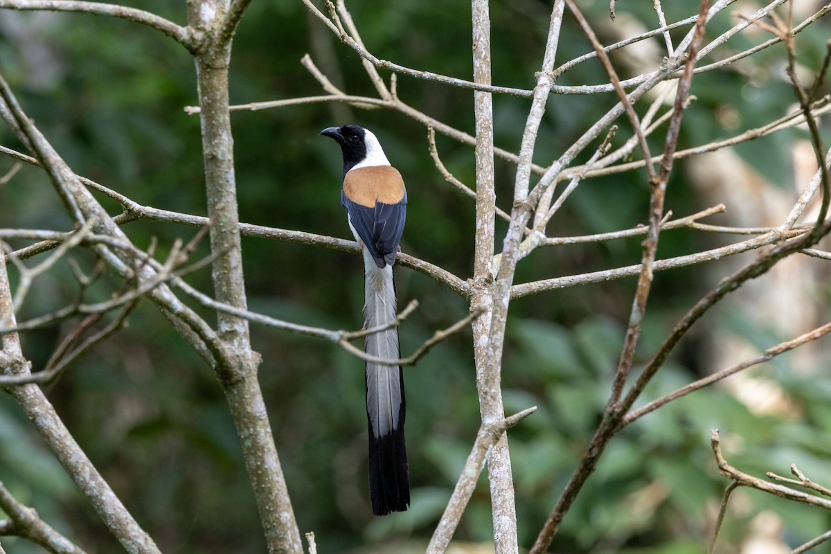 White-bellied Treepie - ML635100585