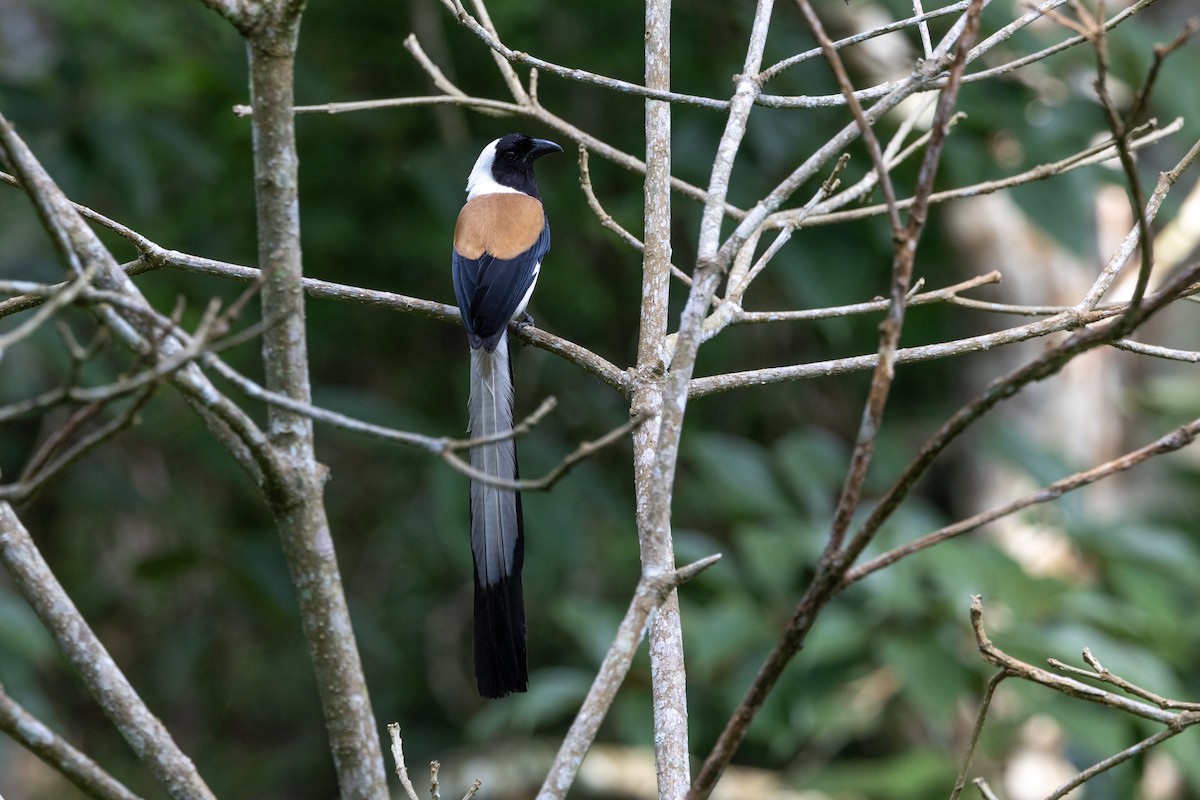 White-bellied Treepie - ML635100586
