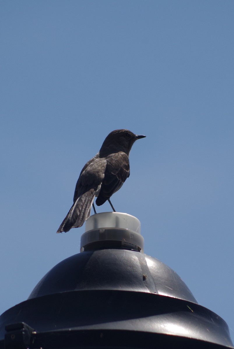 Northern Mockingbird - ML635100587