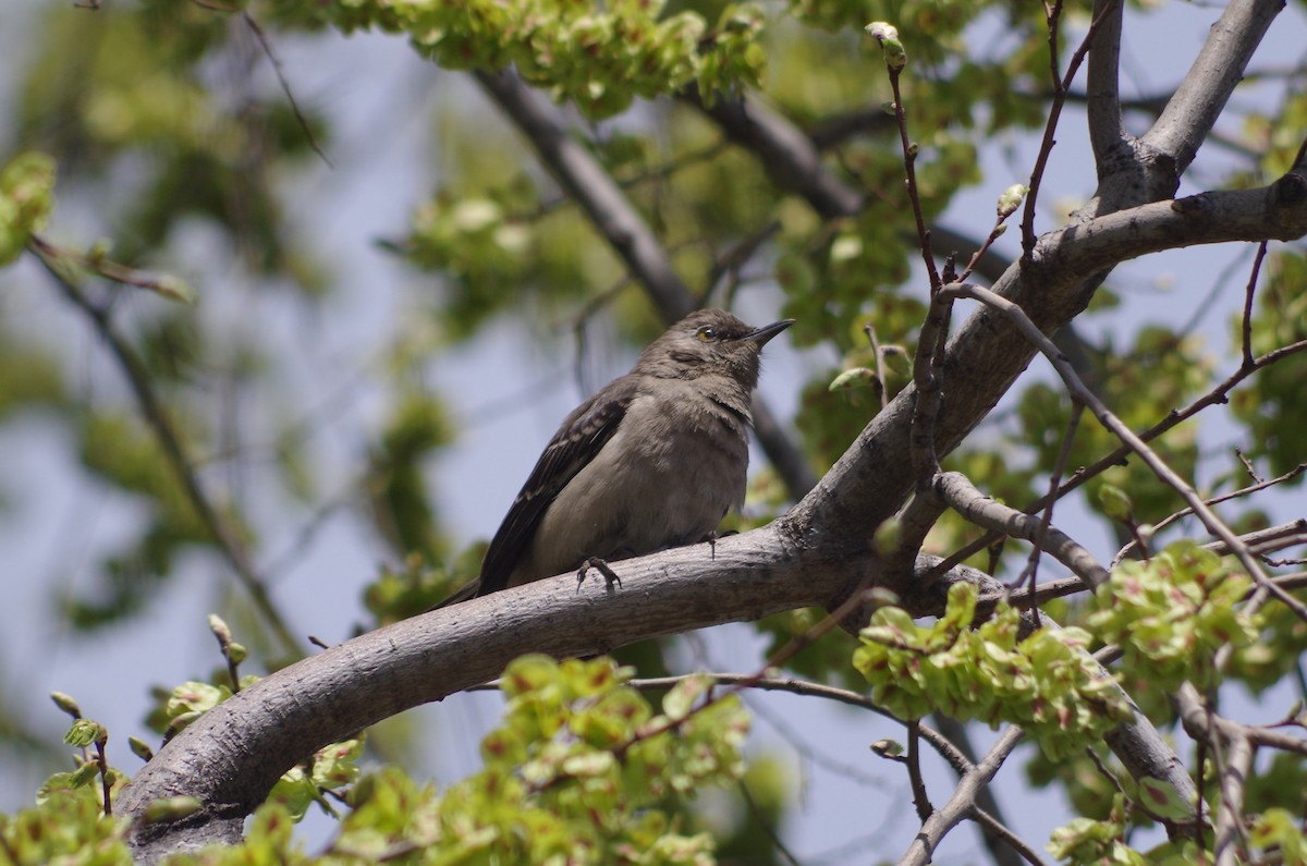 Northern Mockingbird - ML635100588
