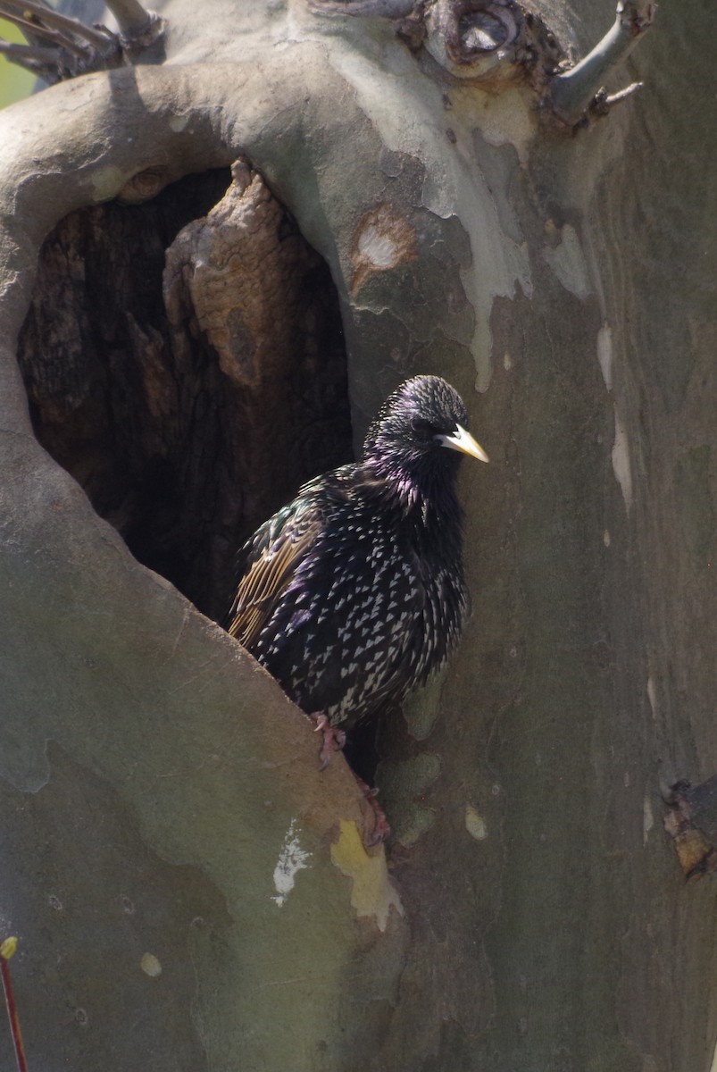 European Starling - ML635100589