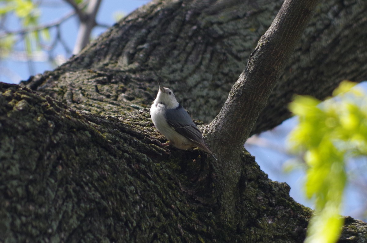 White-breasted Nuthatch - ML635100595