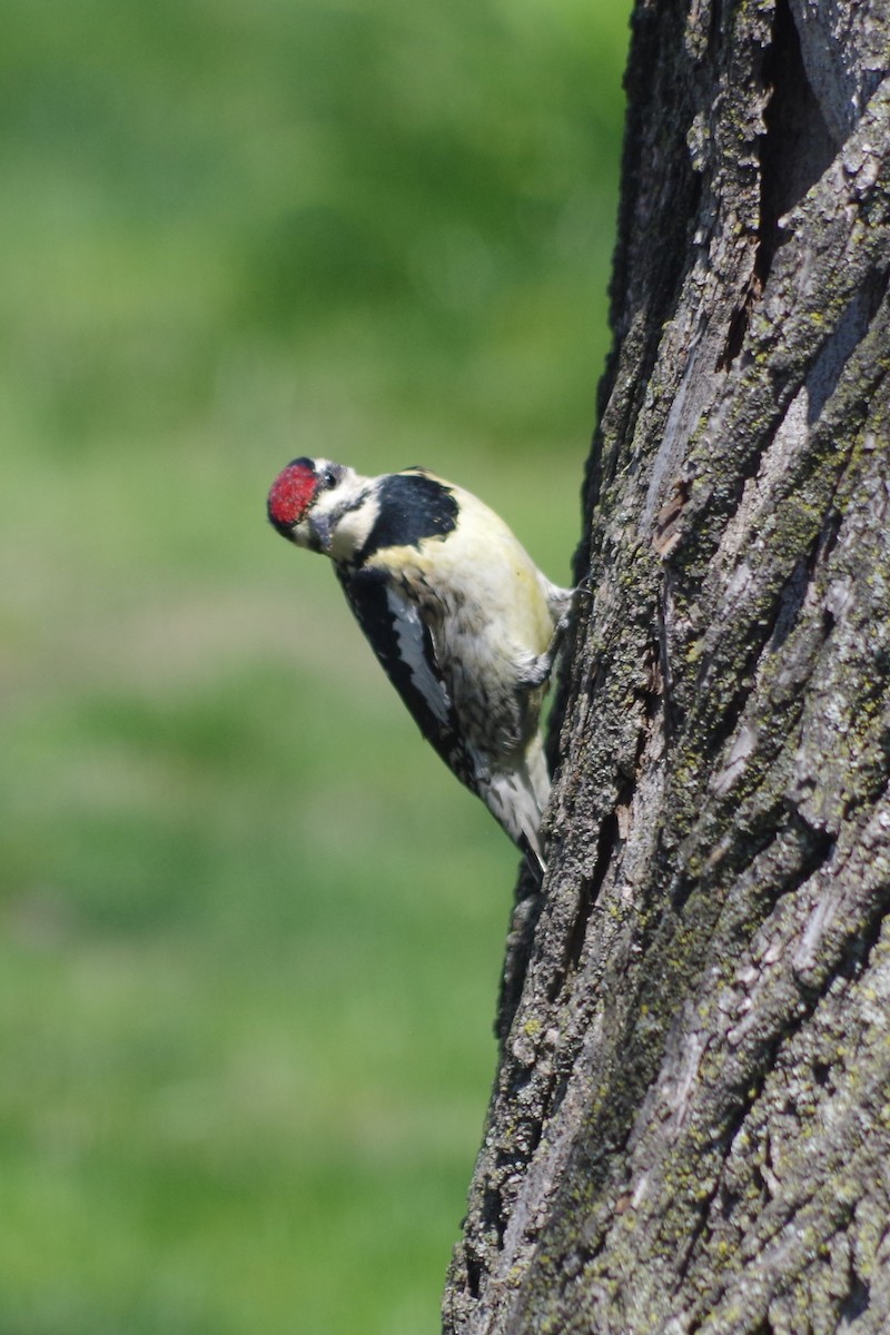 Yellow-bellied Sapsucker - ML635100599