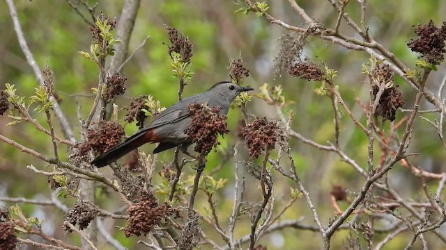Gray Catbird - ML635100638