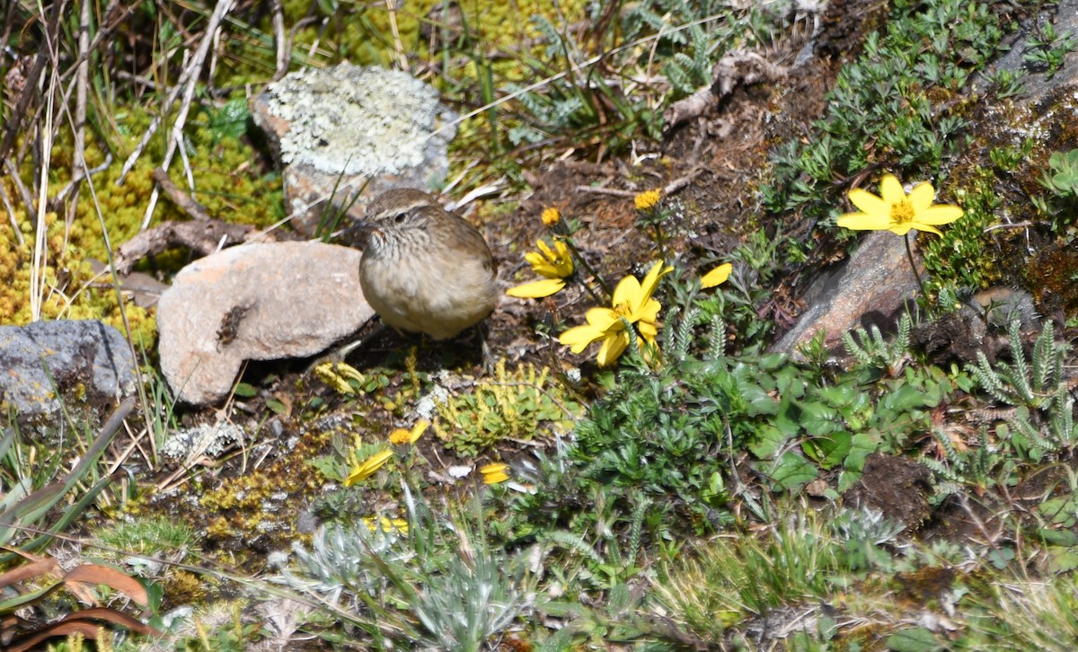 Streak-throated Canastero - ML635100656