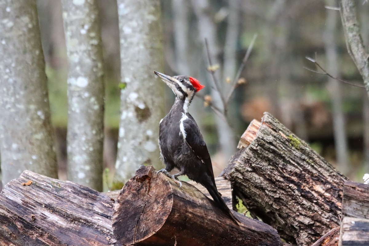 Pileated Woodpecker - ML635100717