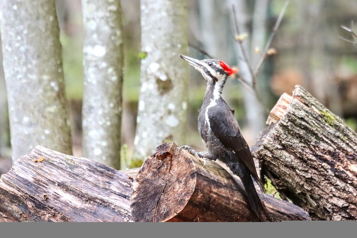 Pileated Woodpecker - ML635100719