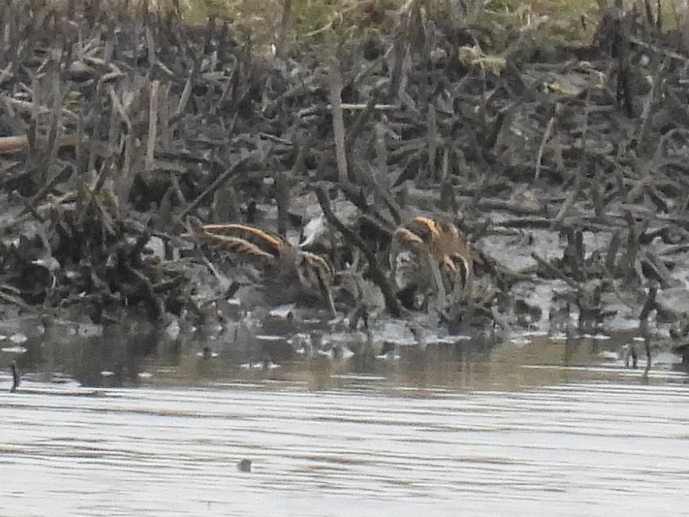 Jack Snipe - ML635100722