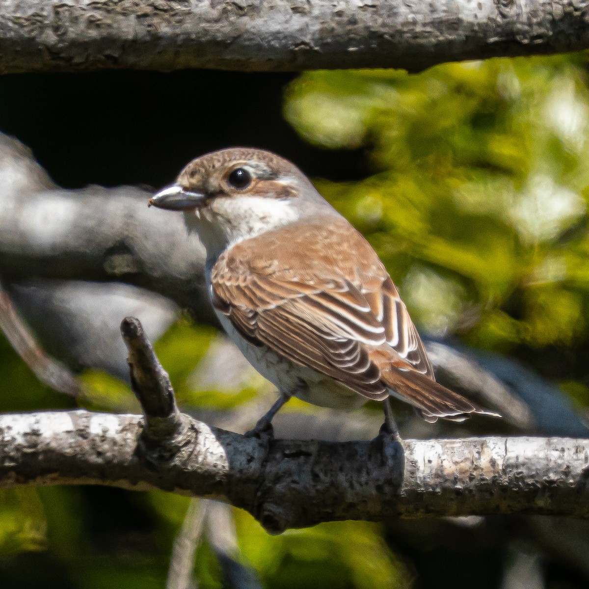 Red-backed Shrike - ML635100739