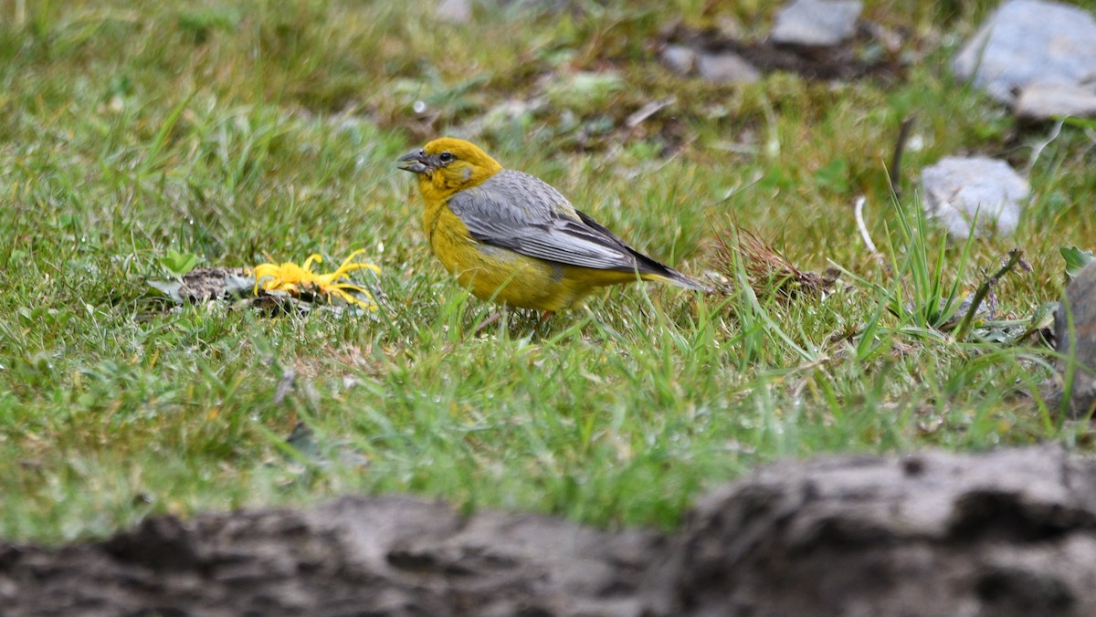 Bright-rumped Yellow-Finch - ML635100786
