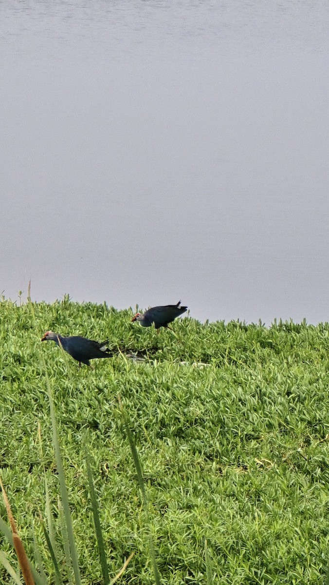 Graukopf-Purpurhuhn - ML635100803