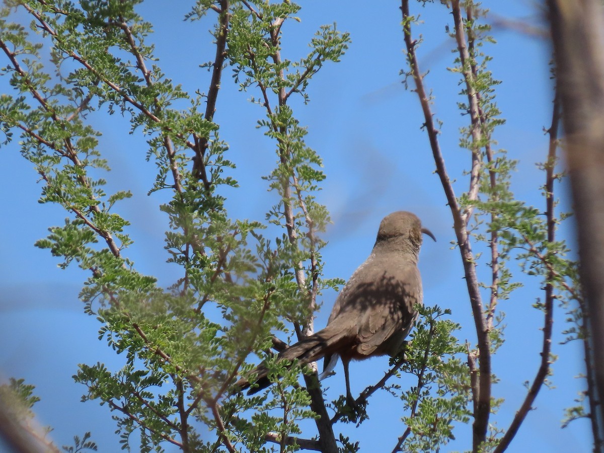 Crissal Thrasher - ML635100917