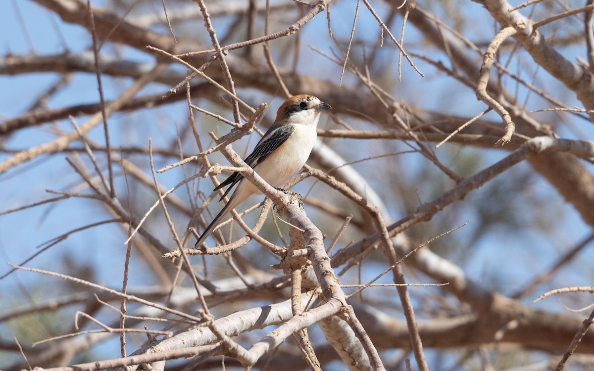 Woodchat Shrike - ML635100932