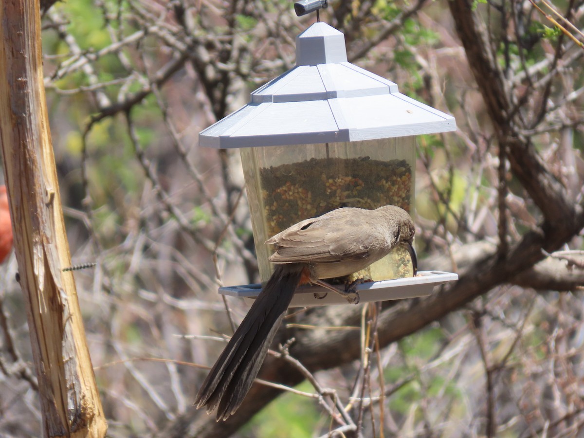 Crissal Thrasher - ML635100940