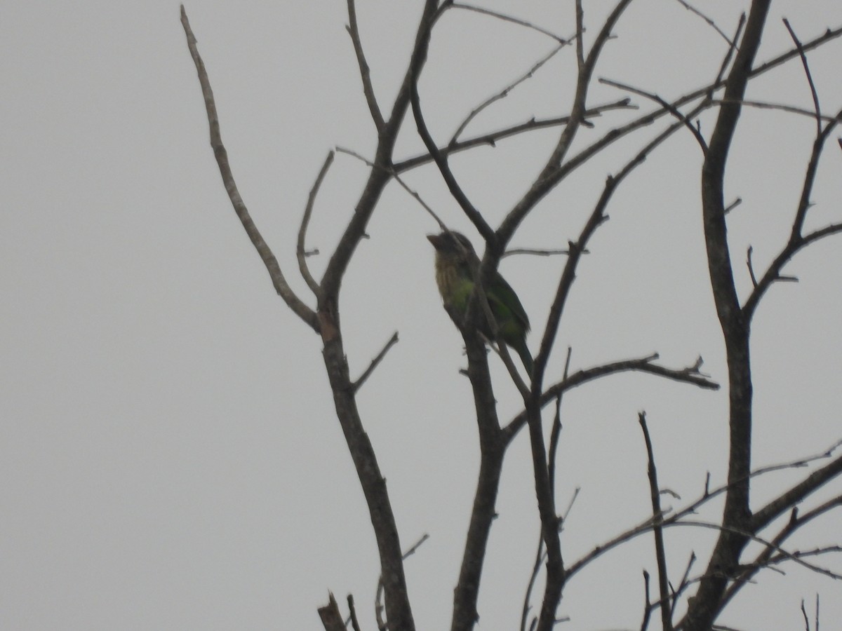 Grünbartvogel - ML635100943