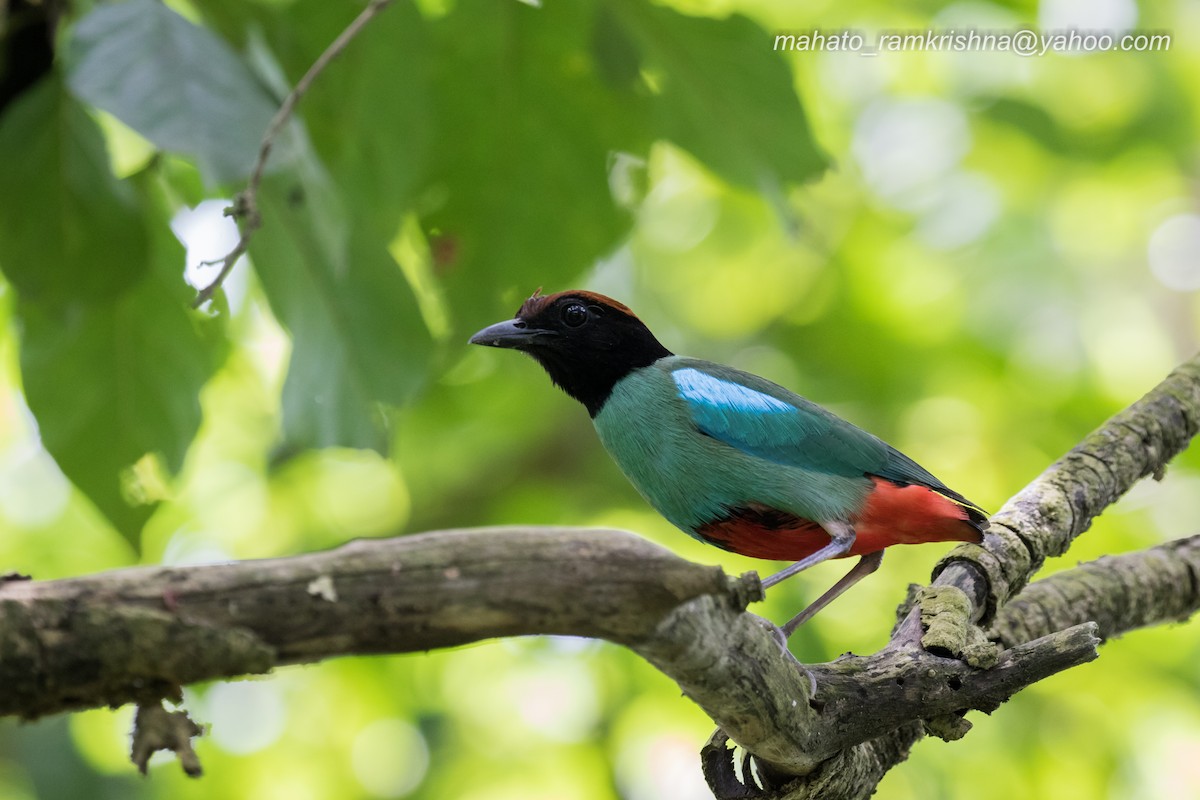 Western Hooded Pitta - ML635100947