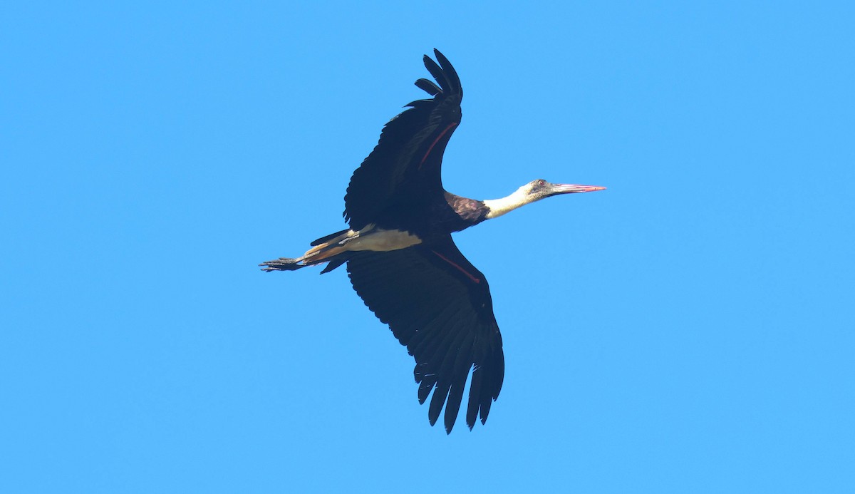 African Woolly-necked Stork - ML635101048